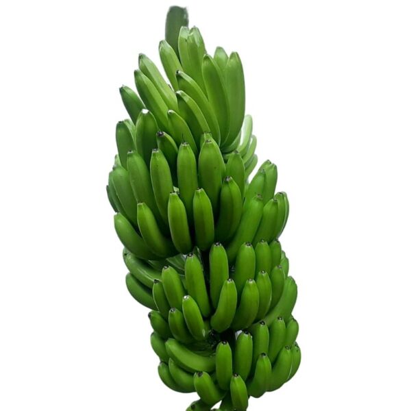 Banano premiun fruta fresca 18,14 kg - Imagen 3