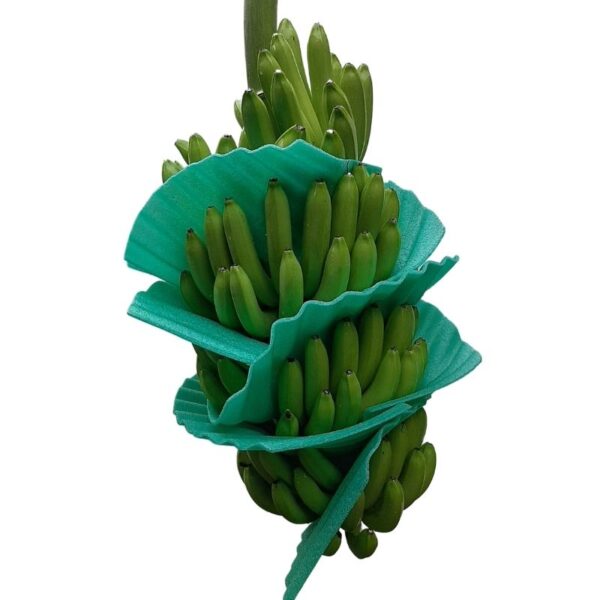 Banano premiun fruta fresca 18,14 kg - Imagen 4